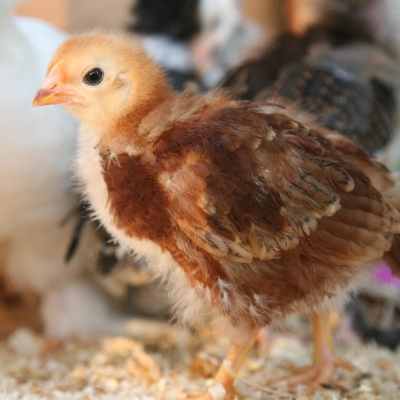 chick hatching programs