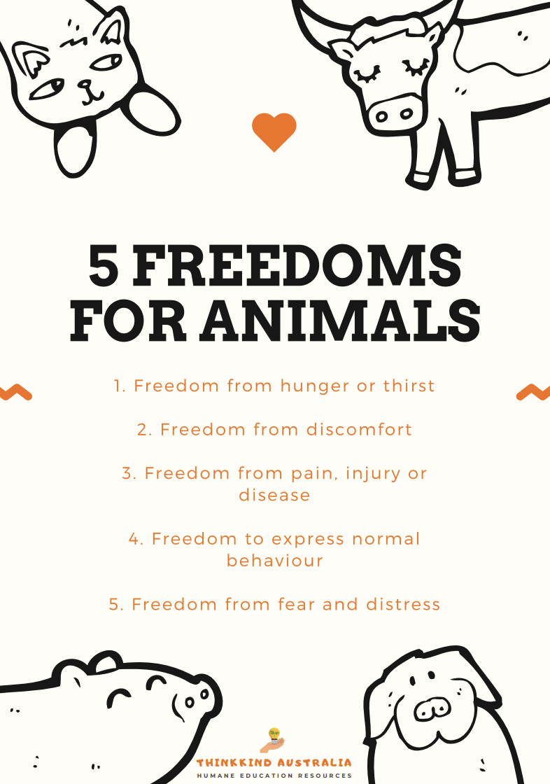 five freedoms for animals poster